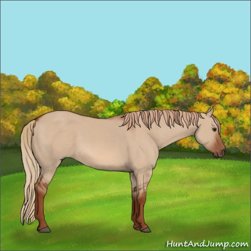 Horse Color:Red Dun 