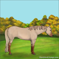 Horse Color:Red Dun 