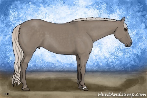 Horse Color:Silver Grullo 