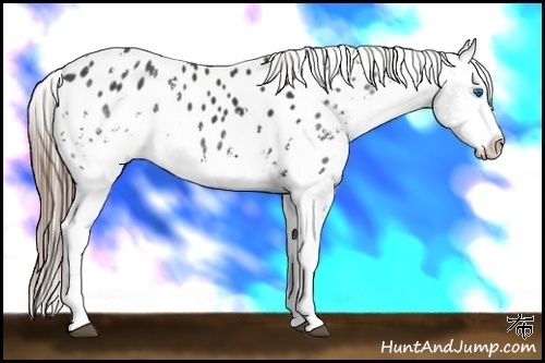 Horse Color:White Spotted Black Splash Appaloosa Rabicano