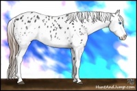 Horse Color:White Spotted Black Splash Appaloosa Rabicano
