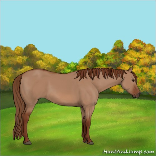 Horse Color:Red Dun 