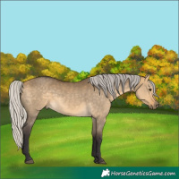 Horse Color:Silver Buckskin Dun 