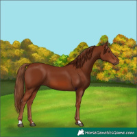 Horse Color:Chestnut 