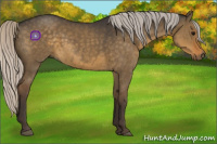 Horse Color:Silver Smoky Grullo 
