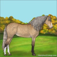 Horse Color:Silver Buckskin Dun