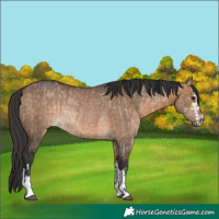 Horse Color:Bay Dun  and Bay Dun Rabicano 