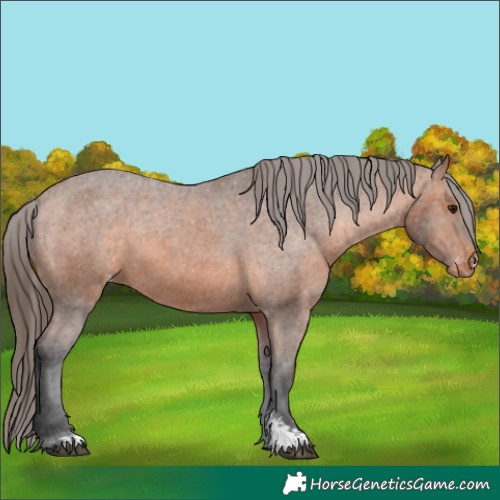 Horse Color:Bay Sabino Appaloosa 