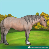Horse Color:Bay Sabino Appaloosa