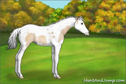 Horse Color:Brown Dun Splash Tobiano