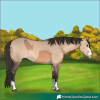 Horse Color:Bay Dun  and Bay Dun 