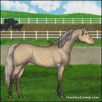 Horse Color:Silver Buckskin Dun 