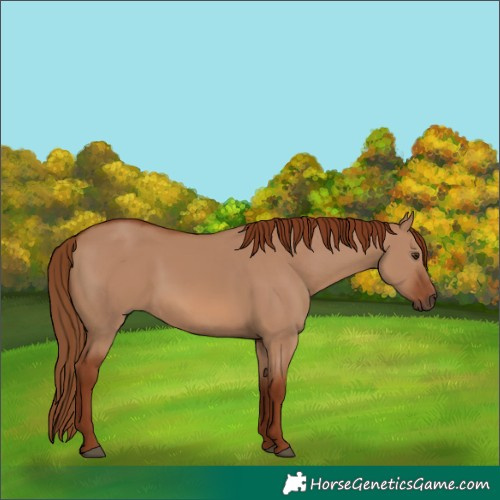 Horse Color:Red Dun 