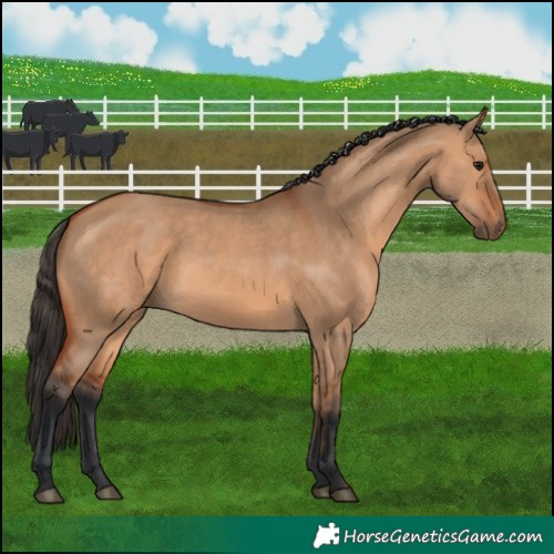 Horse Color:Bay Dun 