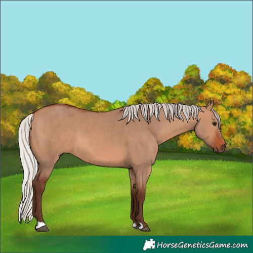Horse Color:Silver Bay Dun 
