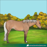 Horse Color:Silver Bay Dun 