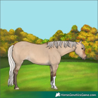 Horse Color:Silver Bay Dun 