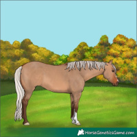 Horse Color:Silver Bay Dun