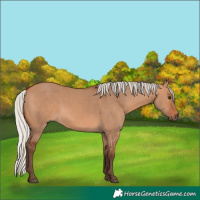 Horse Color:Silver Bay Dun 