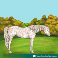 Horse Color:Gold Champagne Roan Appaloosa  and Gold Champagne Roan Splash Appaloosa 