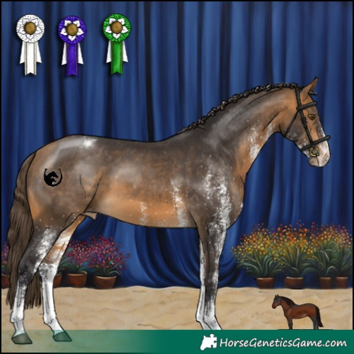Horse Color:White Spotted Buckskin Varnish 