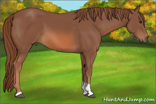 Horse Color:Chestnut Tobiano 