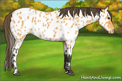 Horse Color:Buckskin Roan Appaloosa 