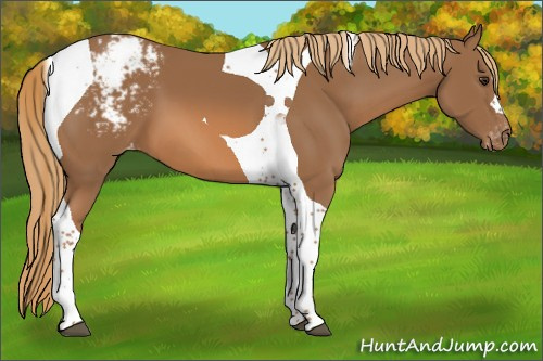 Horse Color:Chestnut Tobiano Appaloosa 