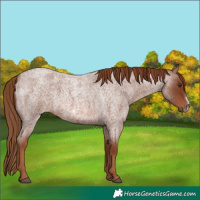 Horse Color:Red Roan Frame 