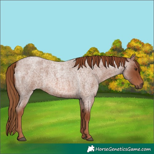 Horse Color:Red Roan 