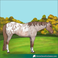 Horse Color:Red Roan Tobiano Appaloosa Rabicano 
