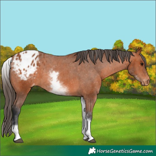 Horse Color:White Spotted Bay Tobiano Appaloosa 