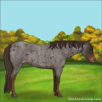 Horse Color:Liver Red Roan Appaloosa