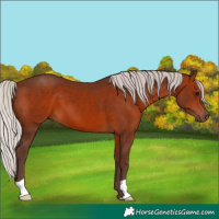 Horse Color:Silver Brown 