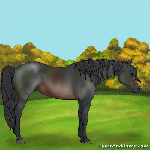 Horse Color:Brown 