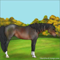 Horse Color:Brown 