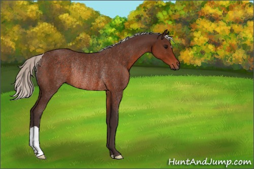 Horse Color:Silver Brown Rabicano 