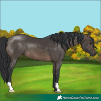 Horse Color:Brown Dun