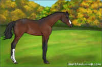 Horse Color:Brown 