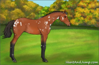 Horse Color:White Spotted Brown Rabicano 
