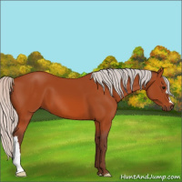 Horse Color:Silver Bay 