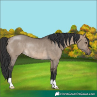 Horse Color:Brown Dun Rabicano 