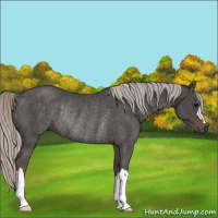 Horse Color:Silver Black Rabicano 