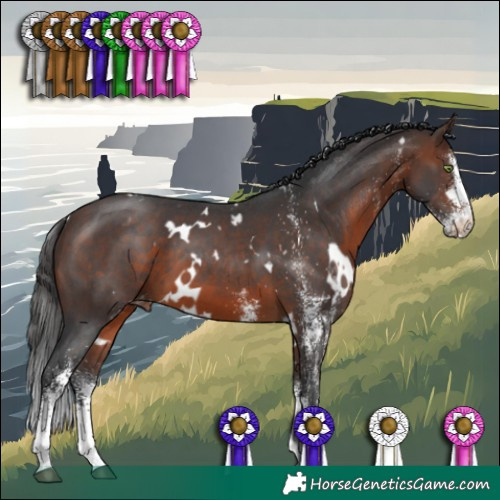 Horse Color:White Spotted Brown Appaloosa 