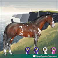 Horse Color:White Spotted Brown Appaloosa