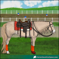 Horse Color:Perlino 