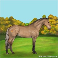 Horse Color:Silver Buckskin Dun 