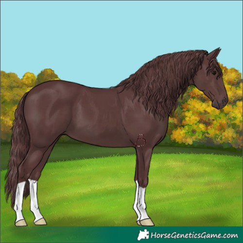 Horse Color:Chocolate Black