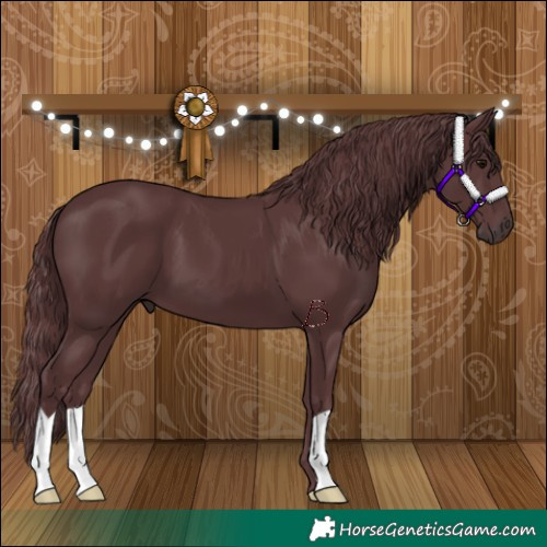 Horse Color:Chocolate Black 