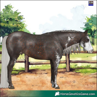 Horse Color:Silver Brown Mushroom Sabino Varnish